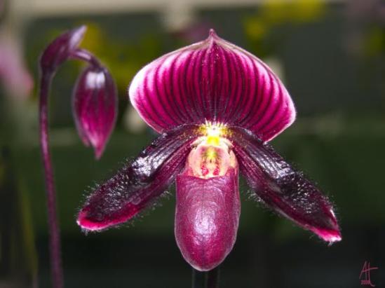 purple-orchid-ann-tracy